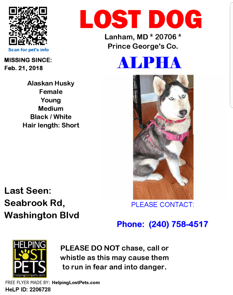Image of Alpha, Lost Dog
