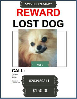 Image of Milly, Lost Dog
