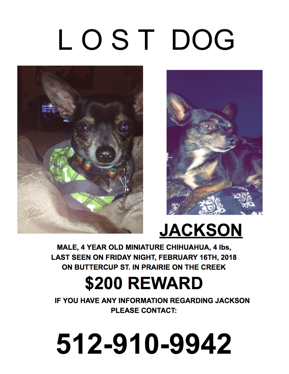 Image of Jackson, Lost Dog