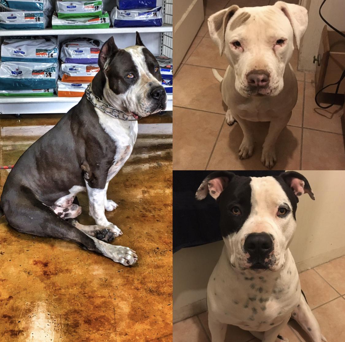 Image of Gucci, Levi, and Mia, Lost Dog