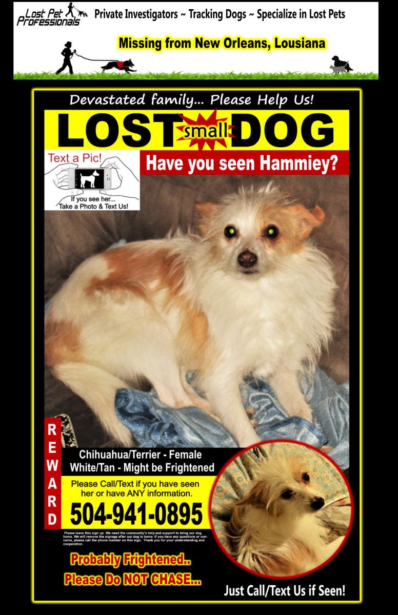 Image of Hammiey, Lost Dog