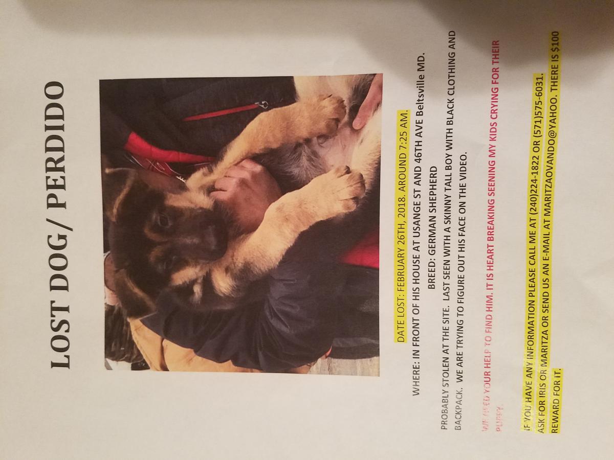 Image of Noach, Lost Dog