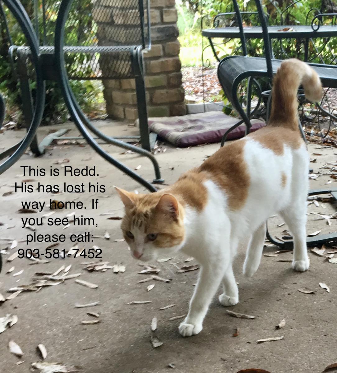 Image of Redd, Lost Cat