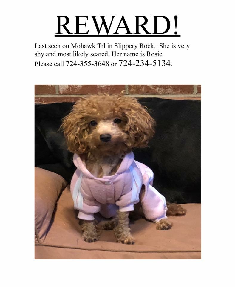 Image of Rosie, Lost Dog