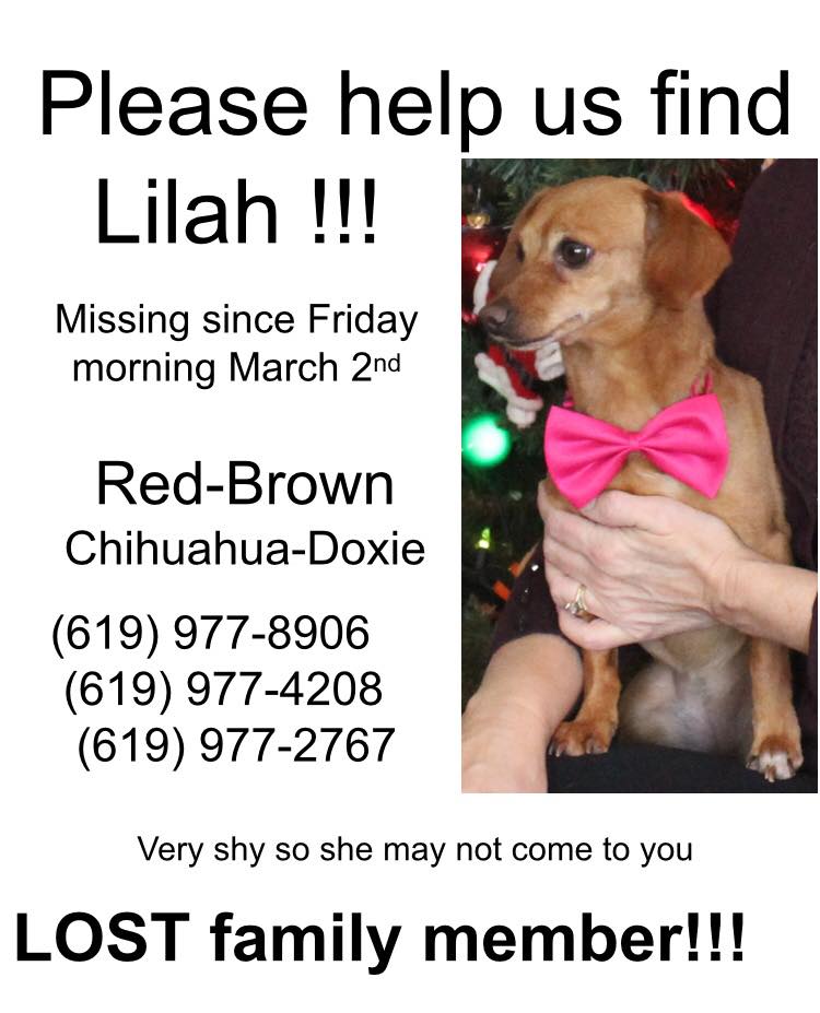 Image of Laila, Lost Dog