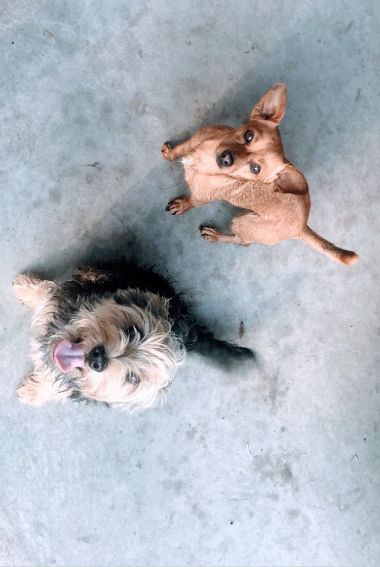 Image of Coco & Peanut, Lost Dog