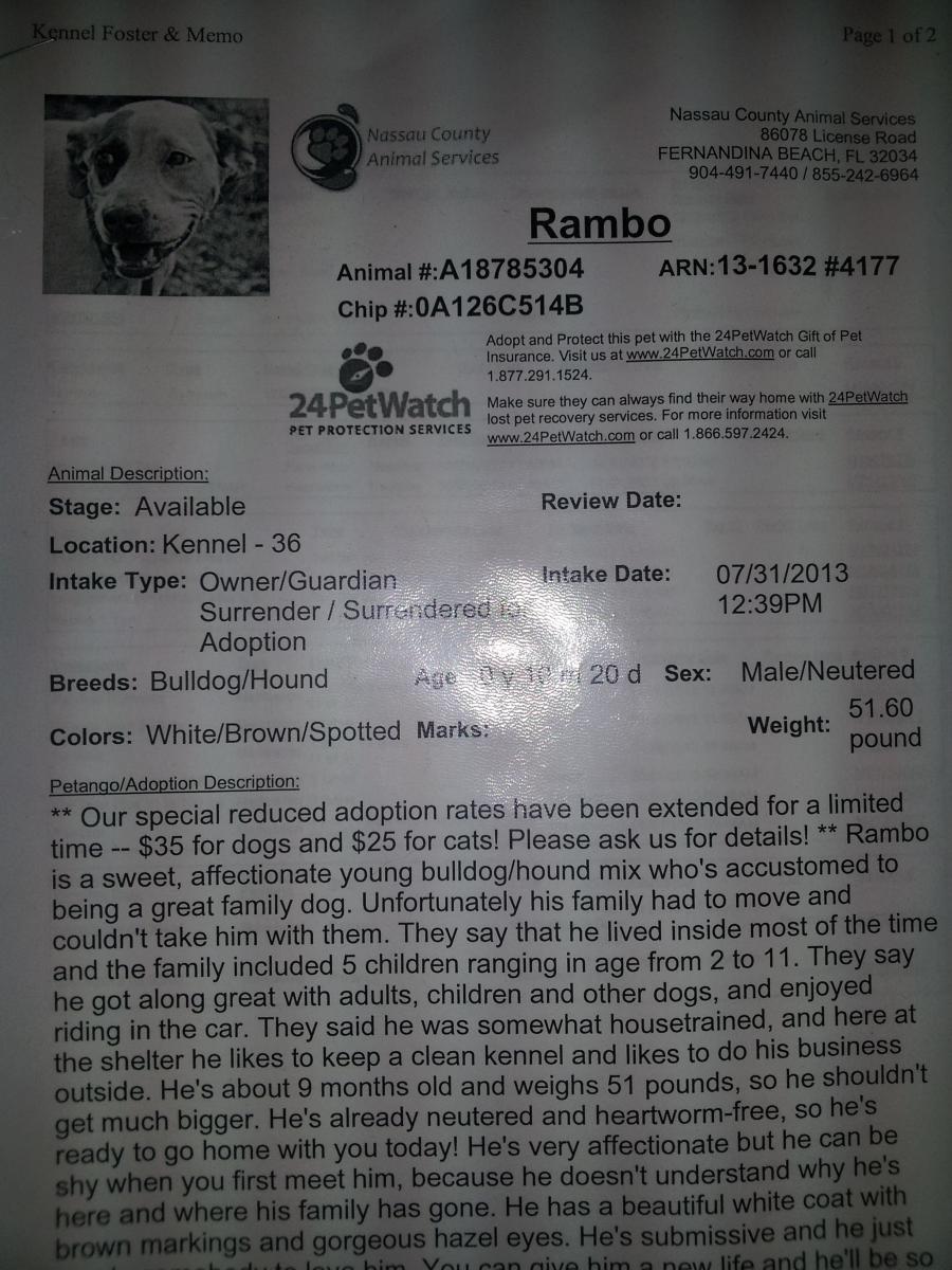 Image of rambo, Lost Dog