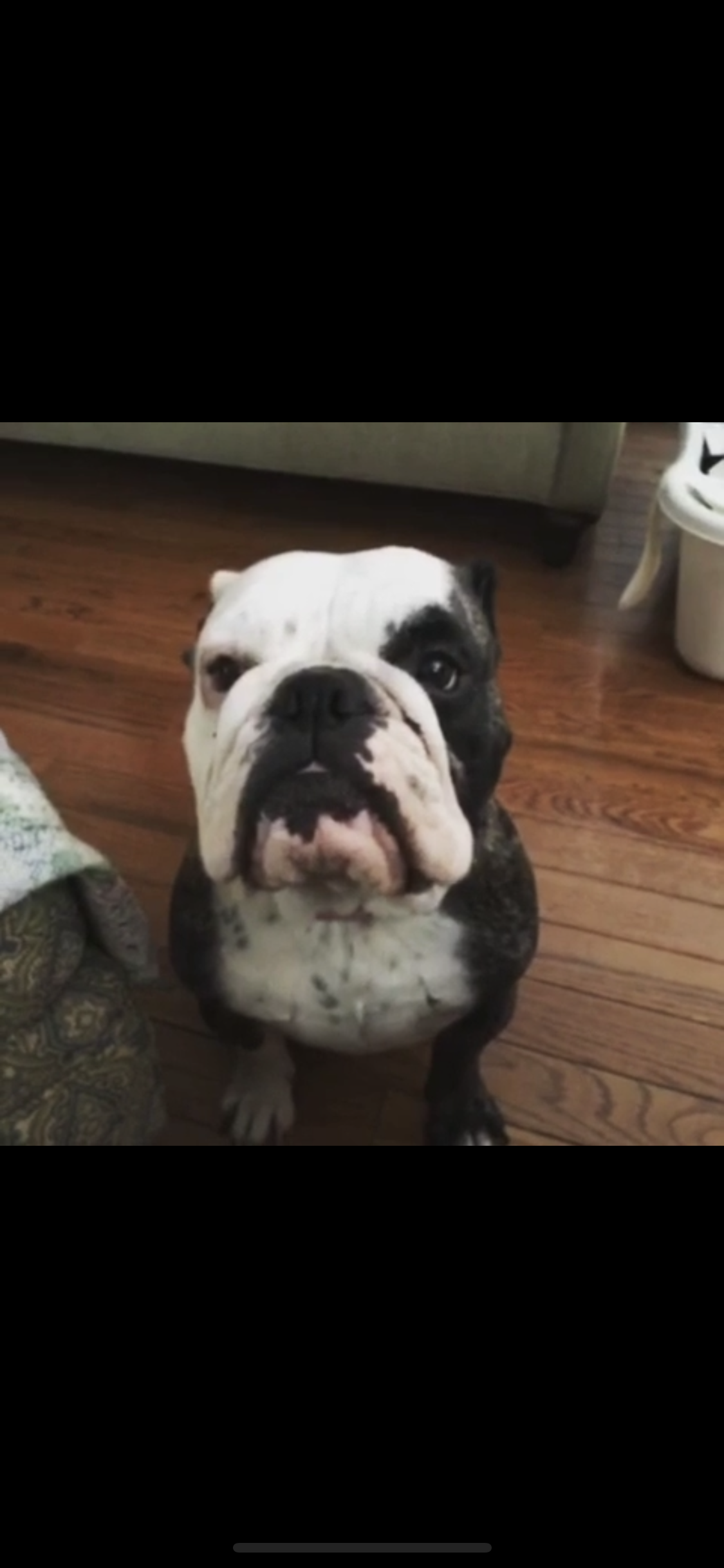 Lost Dog English Bulldog in CLEMENTON, NJ - Lost My Doggie