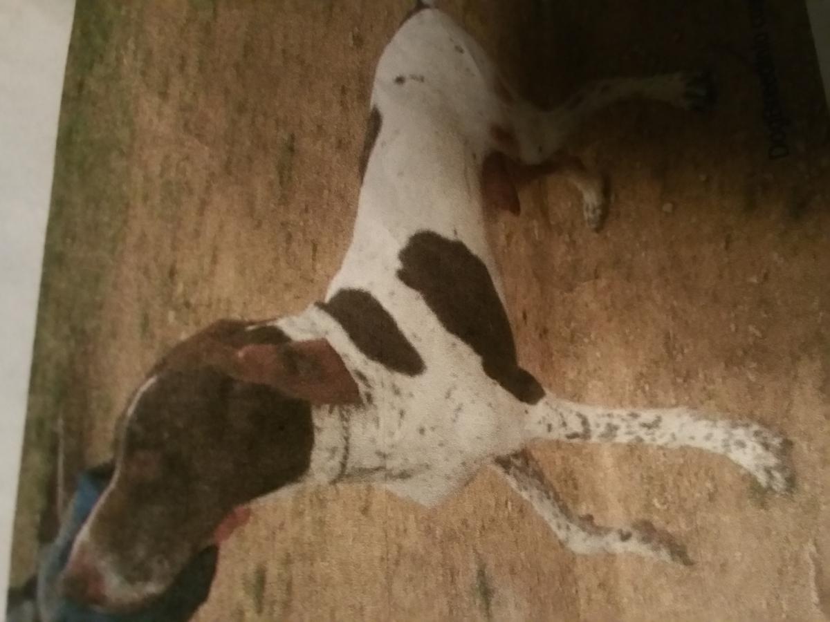Image of GREER, Lost Dog