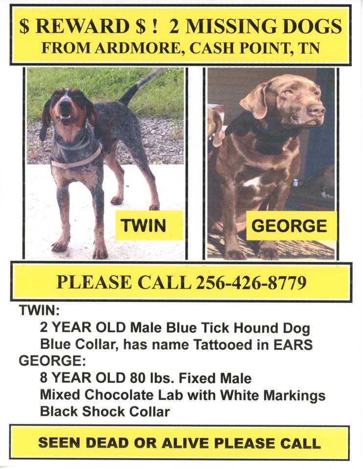 Image of Twin, Lost Dog