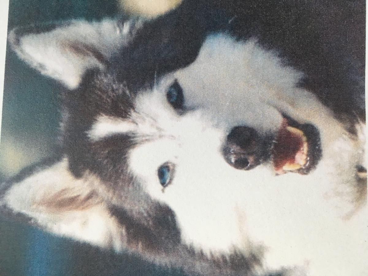 Image of Alaska, Lost Dog