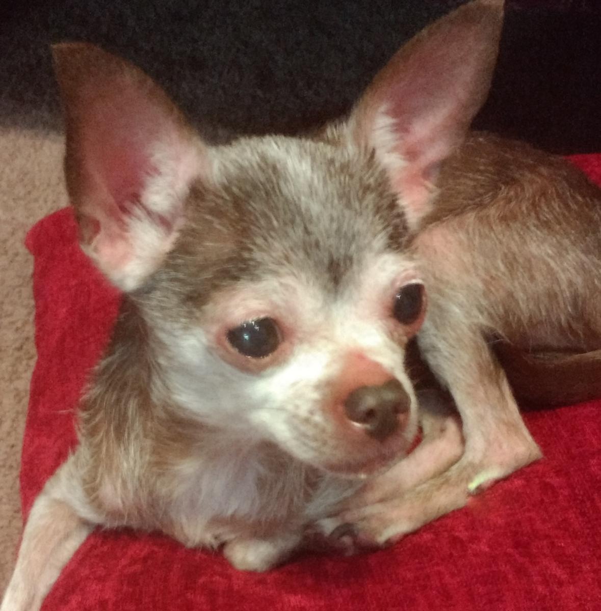 chihuahua rescue sacramento