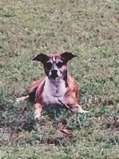 Image of Roscoe, Lost Dog