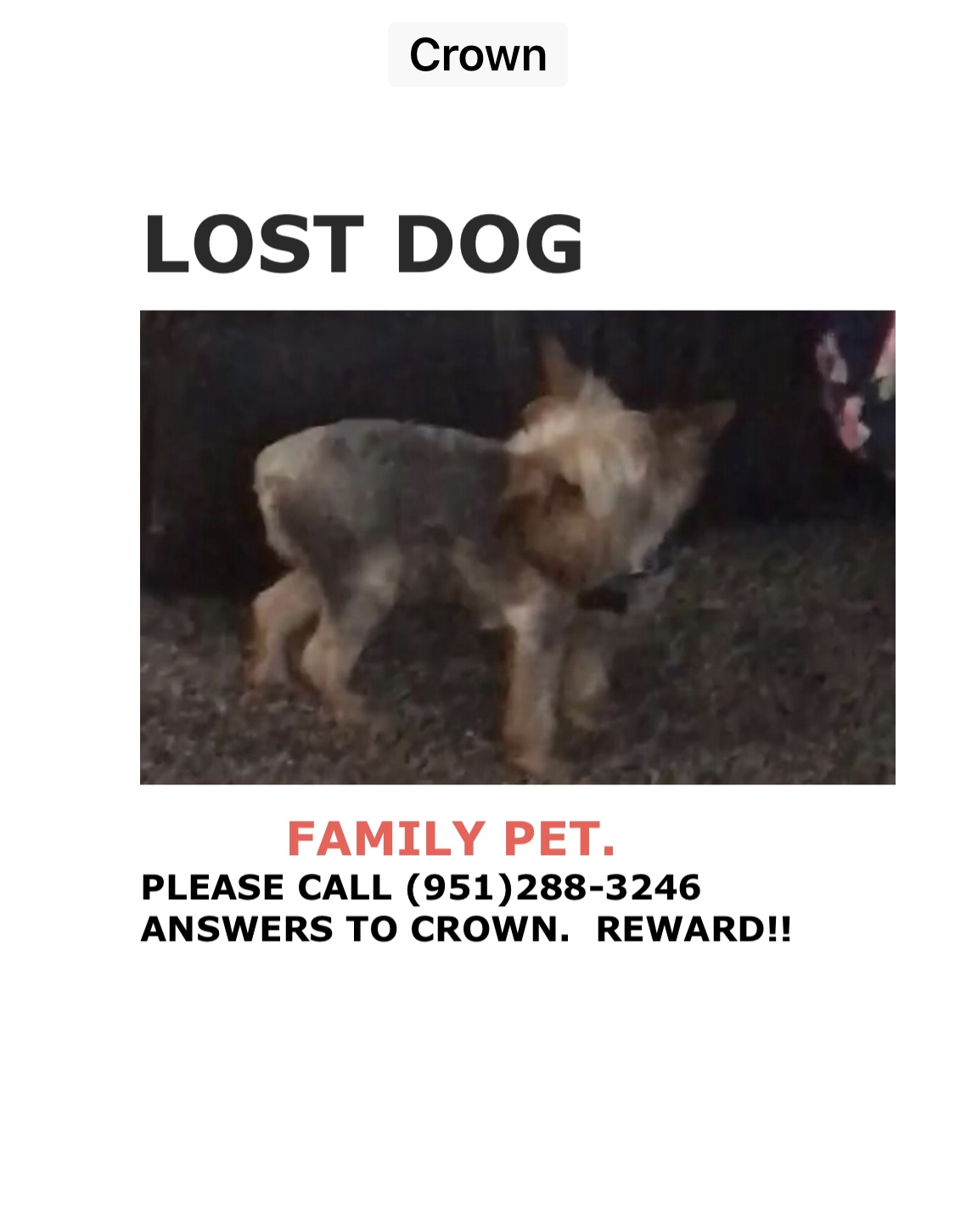 Image of Crown, Lost Dog