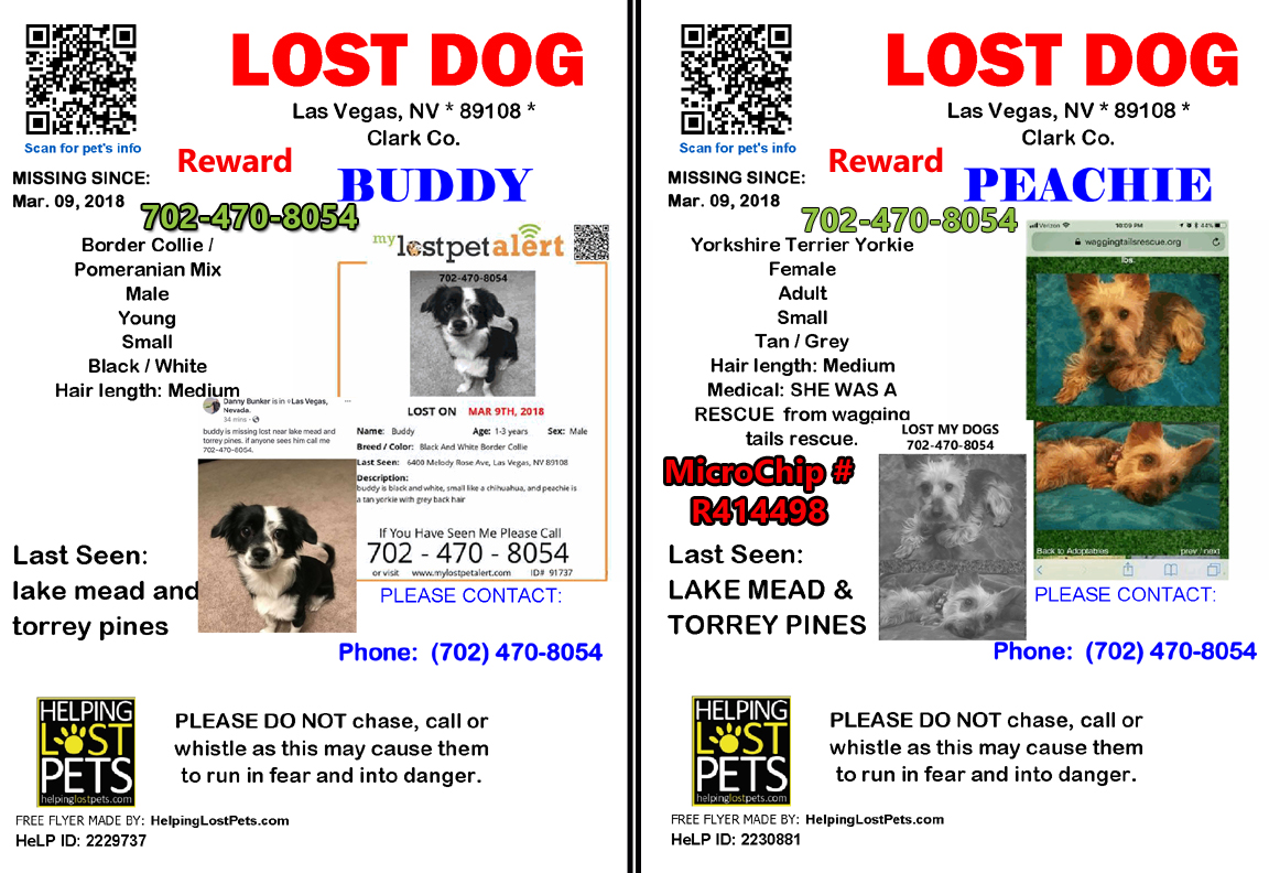 Image of Buddy and Peachie, Lost Dog