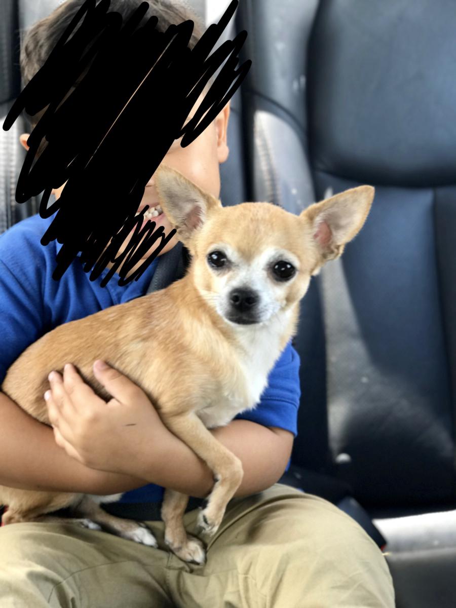 Image of Papo, Lost Dog