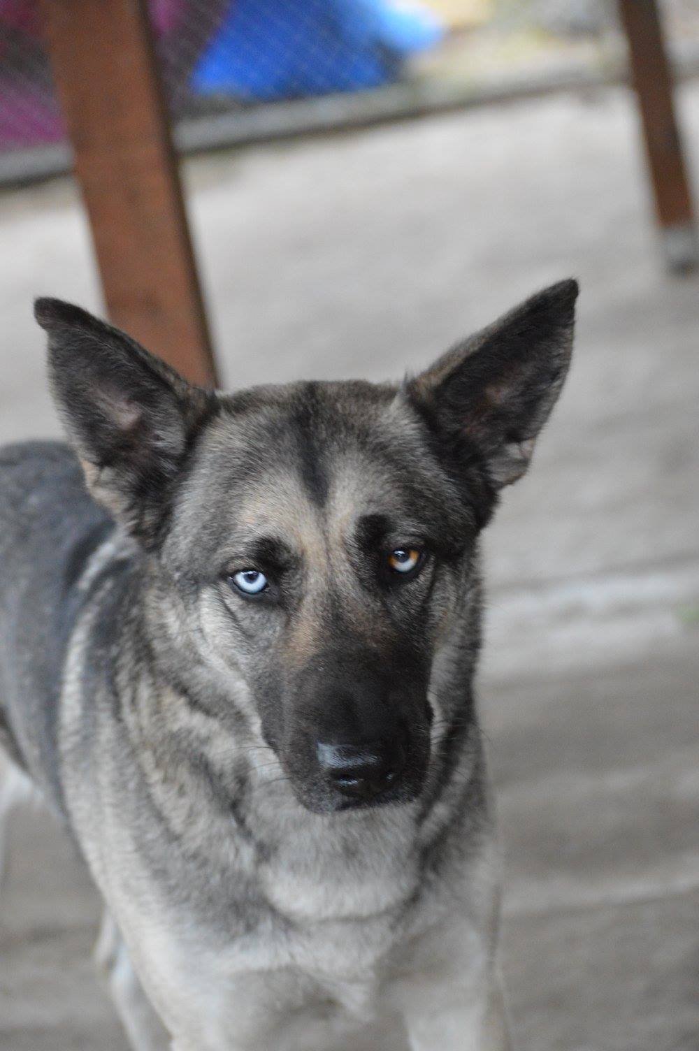 Image of Arya, Lost Dog