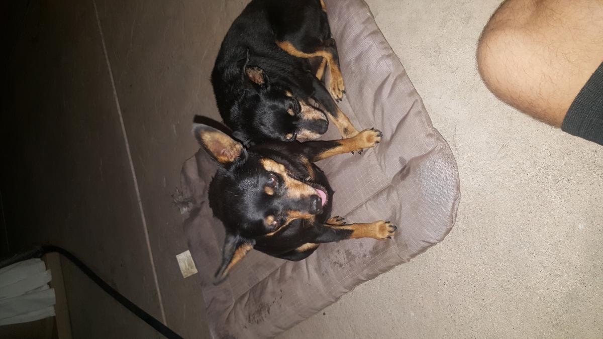 Image of Roxy  & Benji, Lost Dog