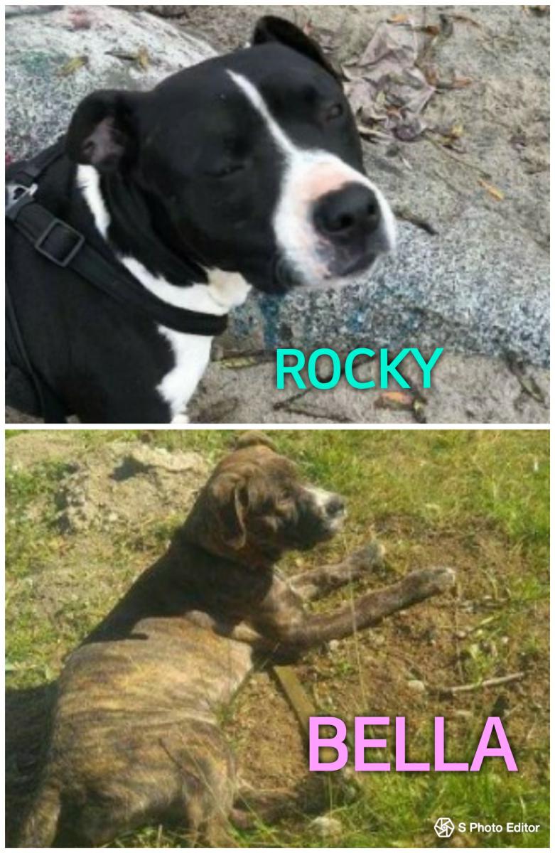 Image of Rocky & Bella, Lost Dog
