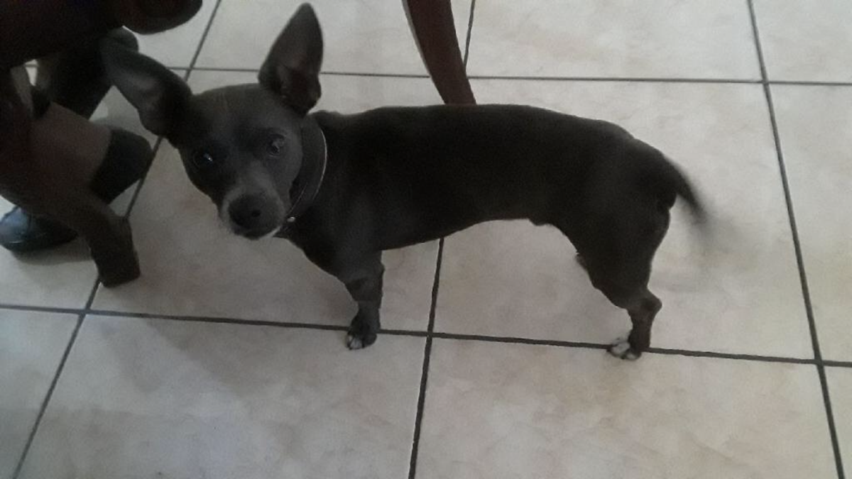 Image of Chico, Lost Dog