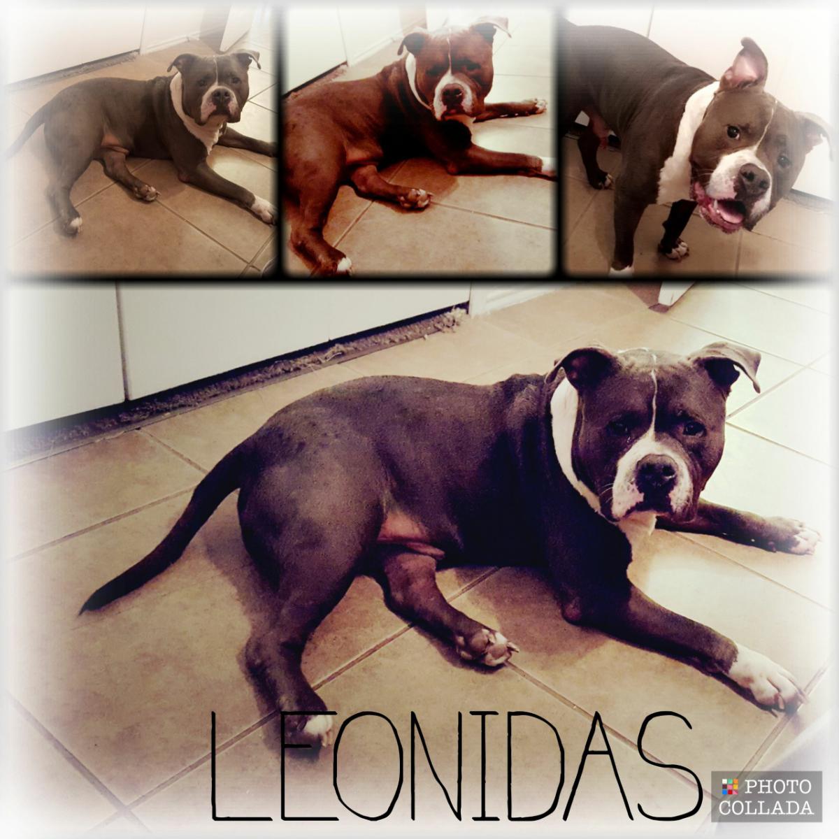 Image of Leonidas, Lost Dog