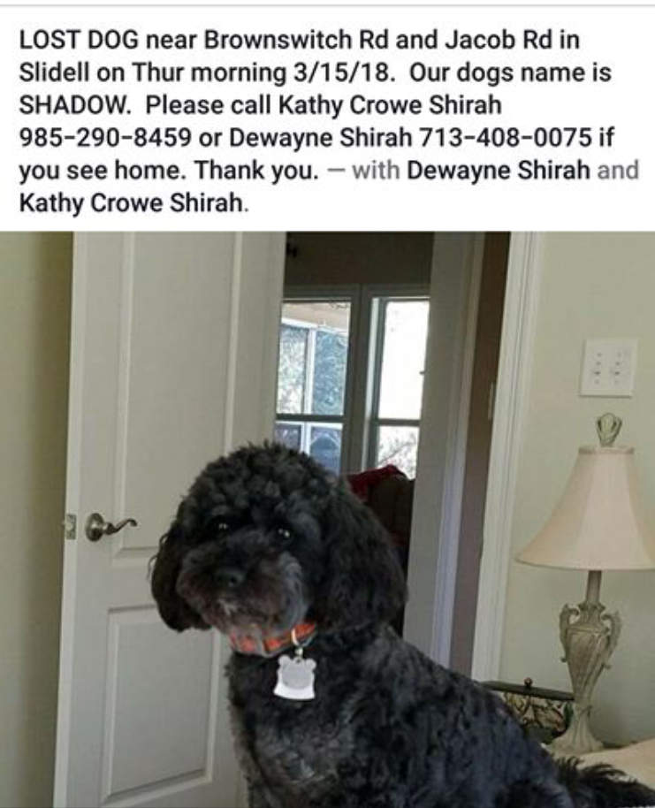 Image of SHADOW, Lost Dog