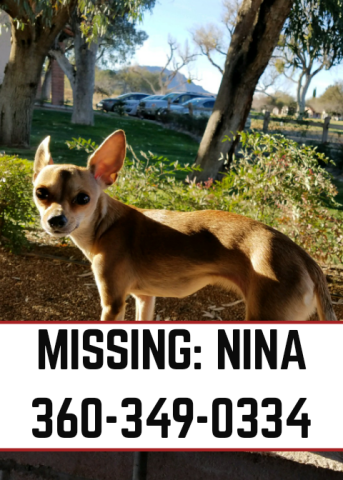 Image of NINA, Lost Dog