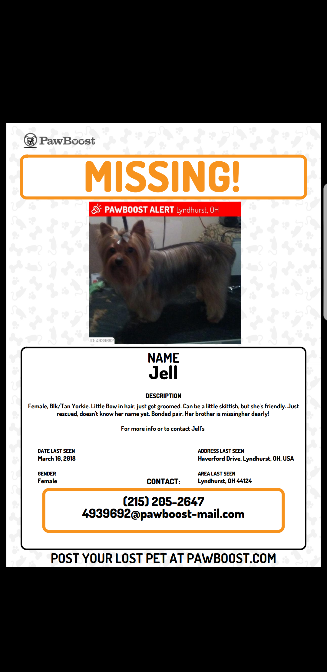 Image of Jell, Lost Dog
