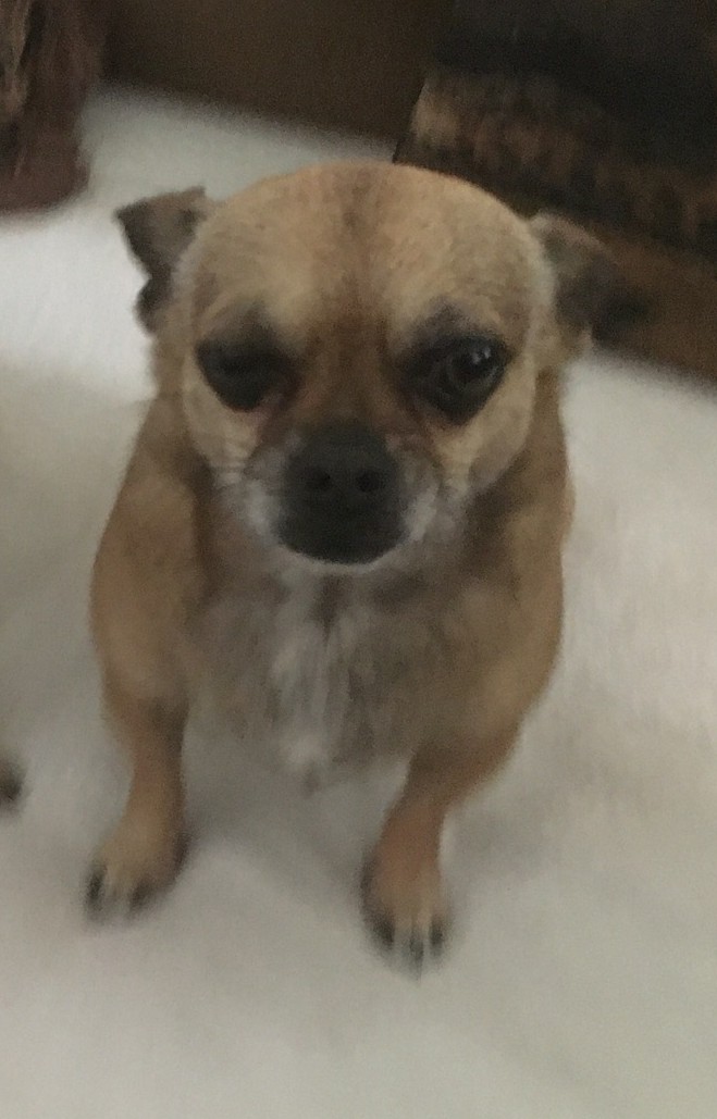 Image of Meatball, Lost Dog