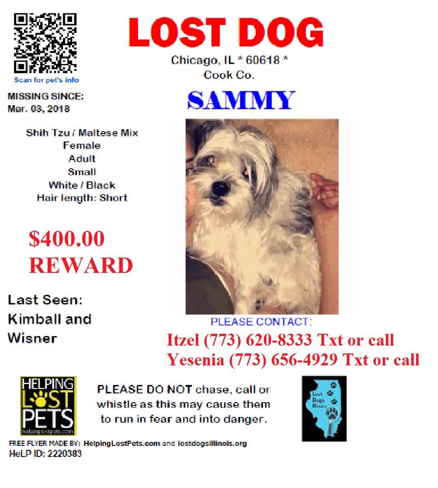 Image of sammy, Lost Dog
