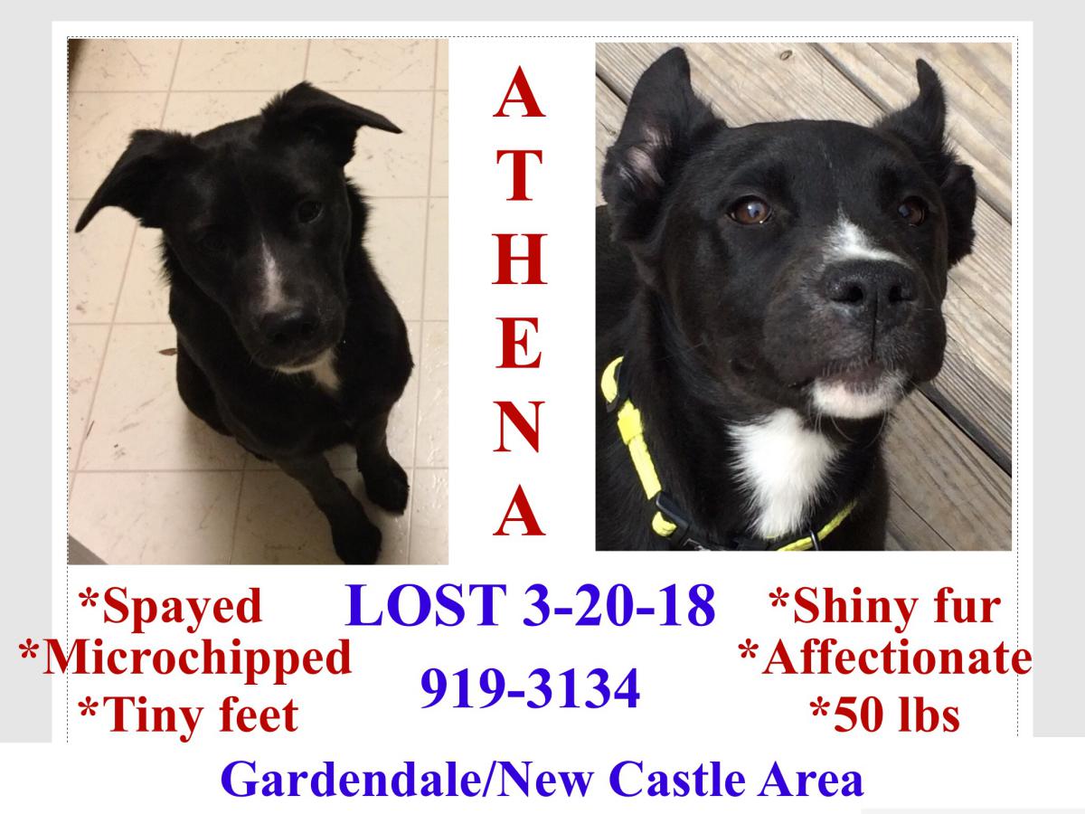Image of Athena, Lost Dog