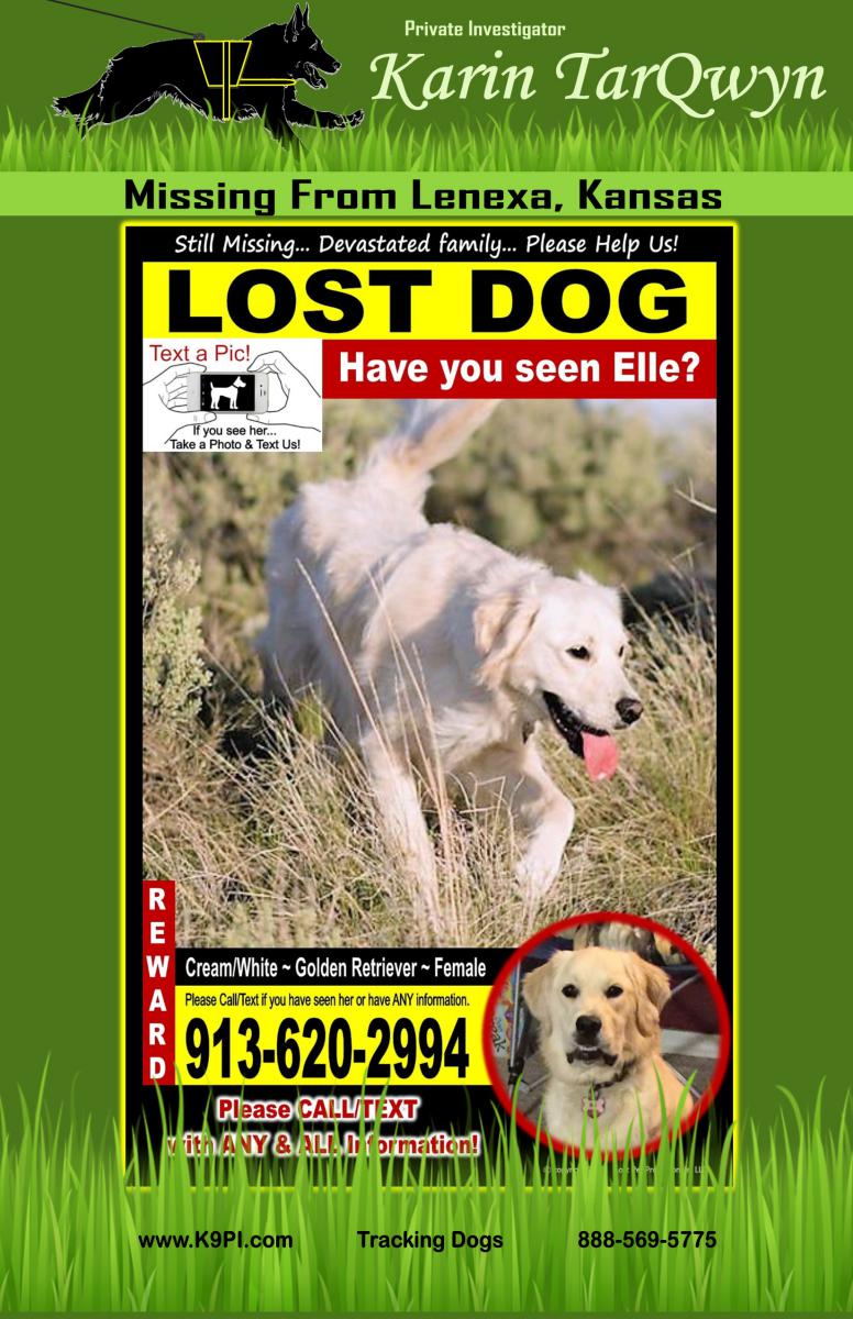 Image of Elle, Lost Dog