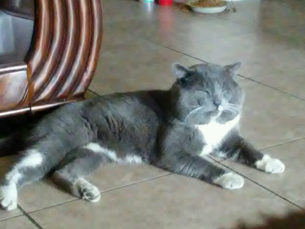 Image of Sox, Lost Cat