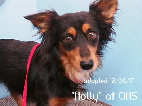 Image of BABAYGIRL/ is now > HOLLY, Lost Dog