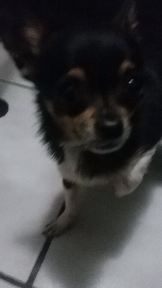Image of Chikitin, Lost Dog