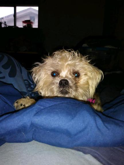 Image of Lil Bit (willow), Lost Dog