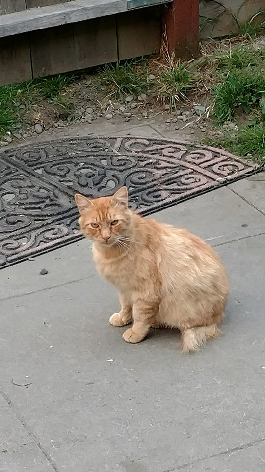 Image of Shitty Kitty, Lost Cat