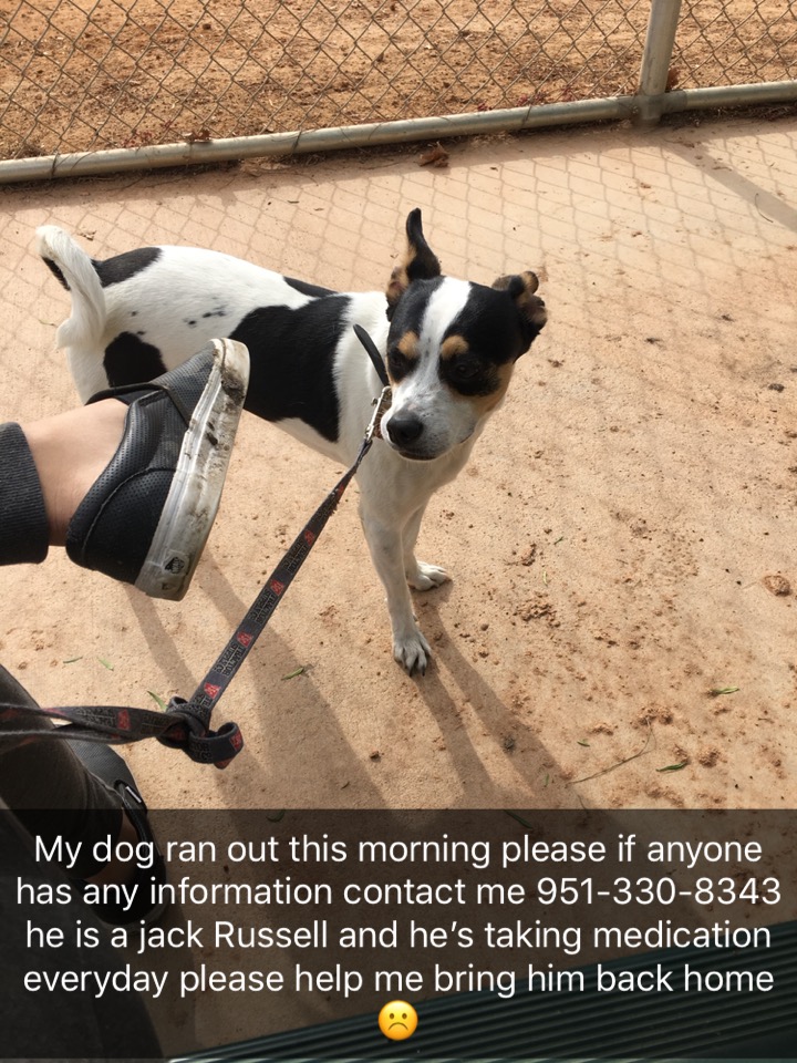 Image of Russell, Lost Dog
