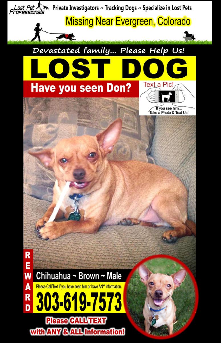 Image of Don, Lost Dog