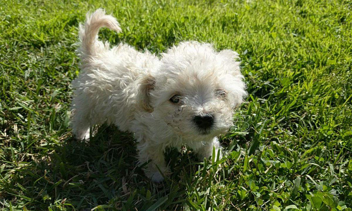 Image of Duquesa mini poodle, Lost Dog