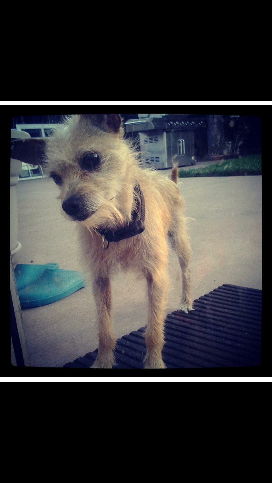 Image of Shakira, Lost Dog