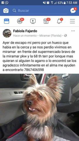 Image of Pipo, Lost Dog