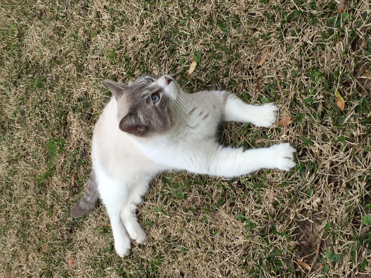 Image of Ciel/Marshmallow, Lost Cat