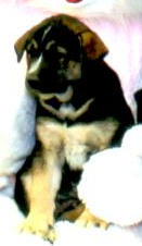 Image of Elvis, Lost Dog