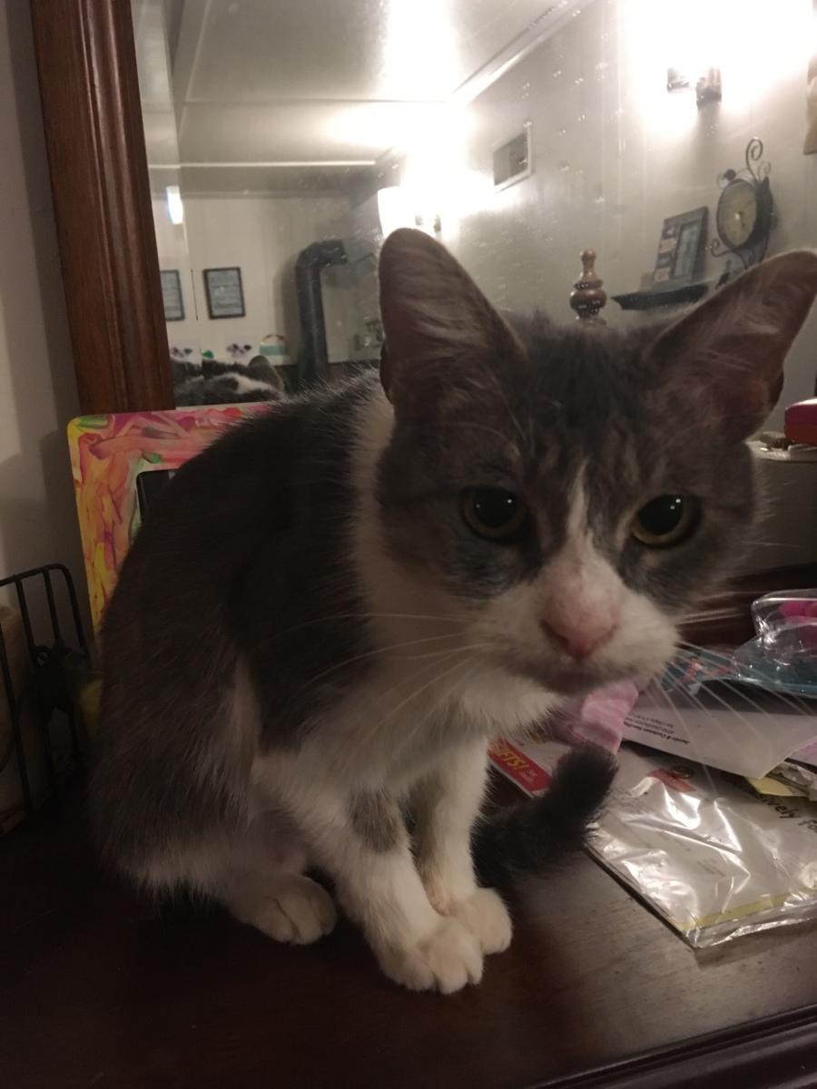 Image of SWEETY, Lost Cat