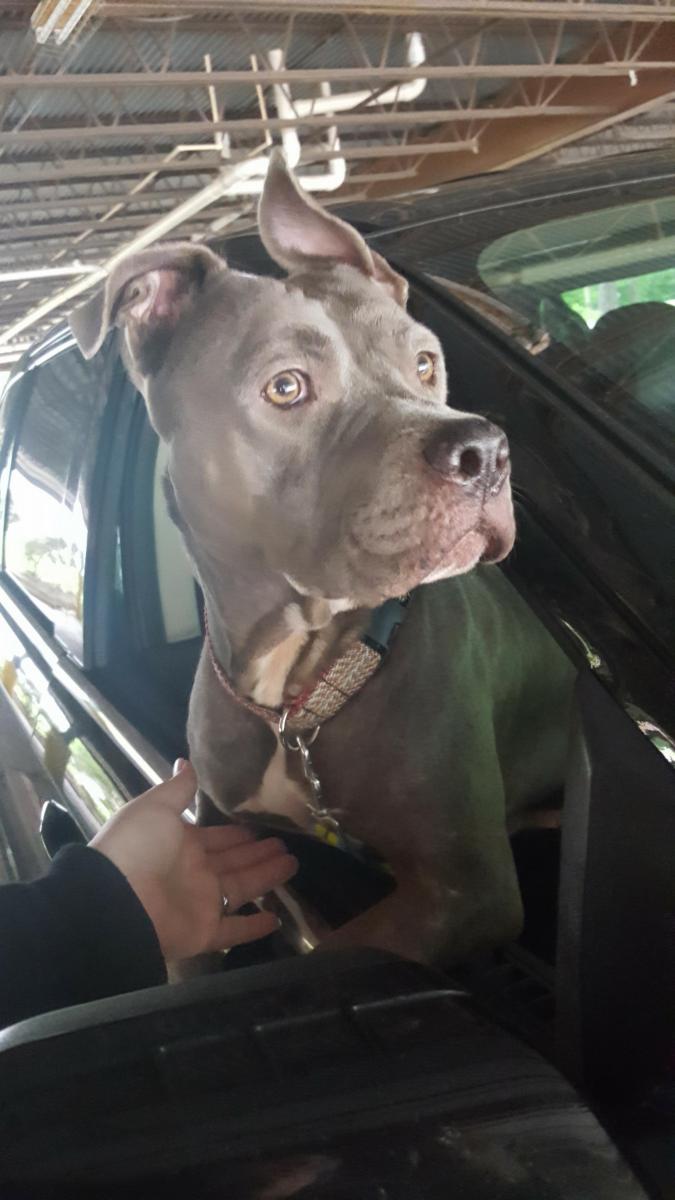 Image of Queen (On Microchip), Found Dog