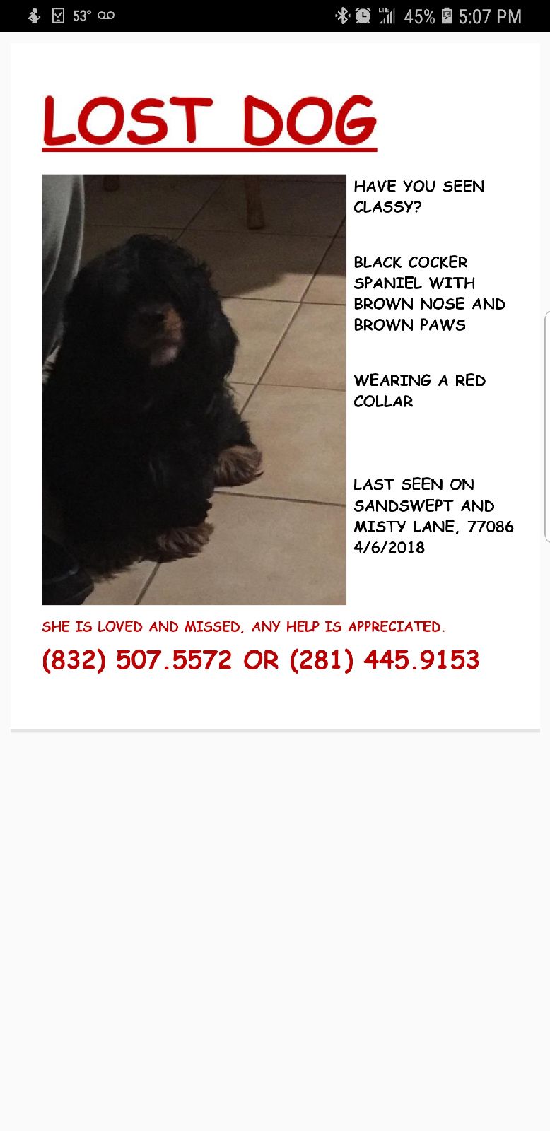 Image of Classy, Lost Dog