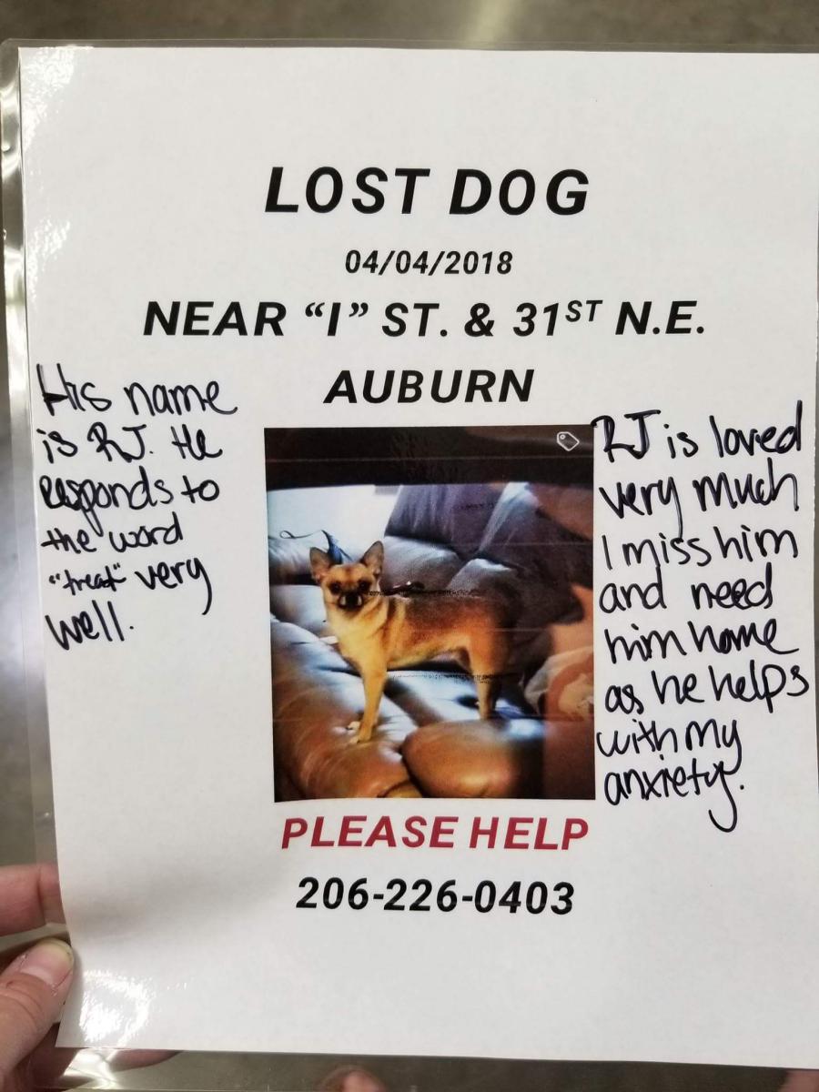 Image of Ti, Lost Dog