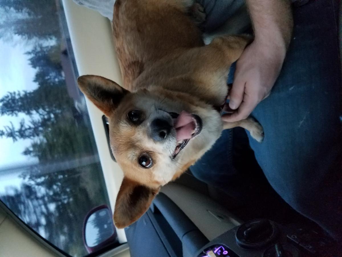 Image of UNKNOWN, Found Dog