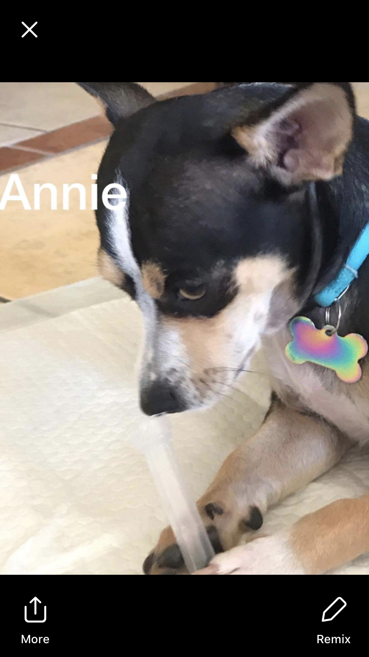 Image of Annie, Lost Dog